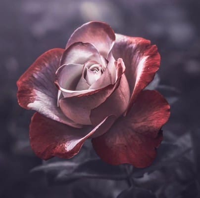 گوگوش آخرین خبر